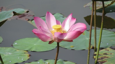 Lotus flower - Gardens by the Bay